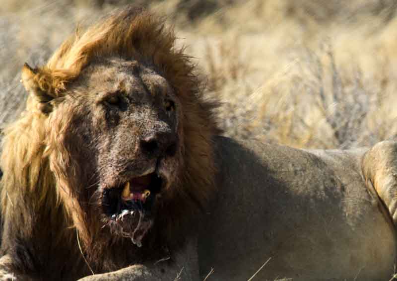 04 - Namibia - leones comiendo - parque nacional de Etosha